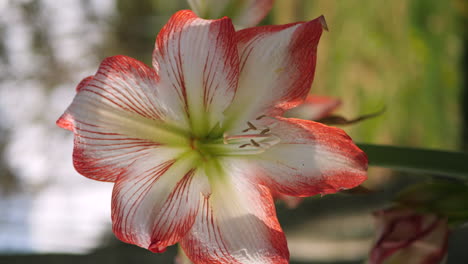 white and coral amaryllis blowing in breeze, isle of pines