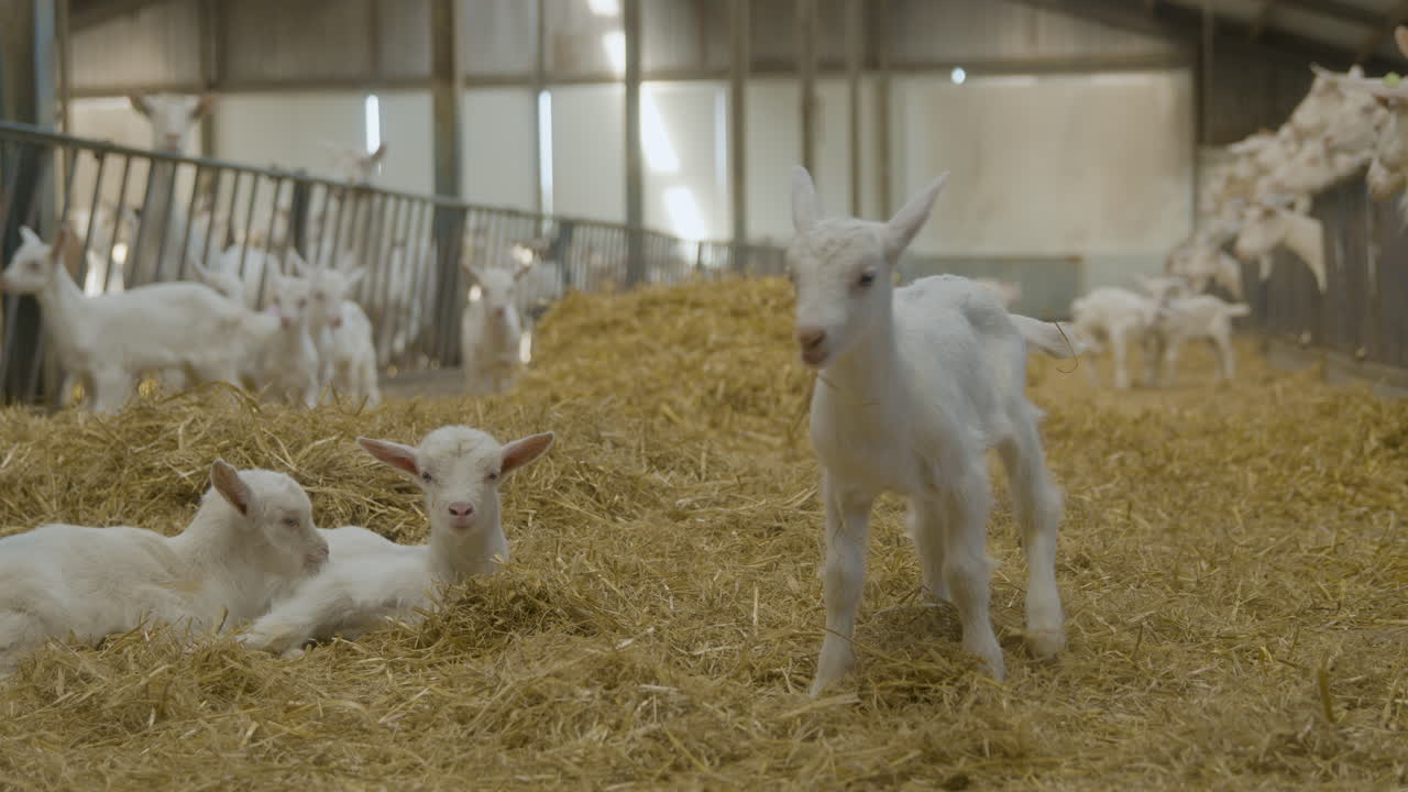 un cabrito en medio de una granja de cabras, parado en un parche de heno