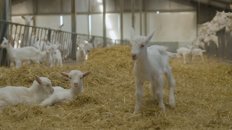 A-baby-goat-in-the-middle-of-a-goat-farm,-standing-on-a-patch-of-hay