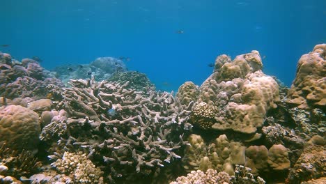 small tropical reef fish swimming around a hard coral reef