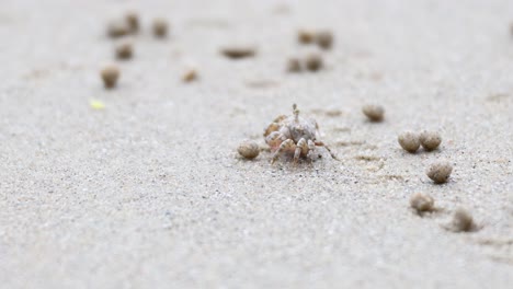 ghost crab moving across sandy beach