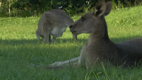 eastern grey kangaroo ruminating while lying on grass in queensland, australia