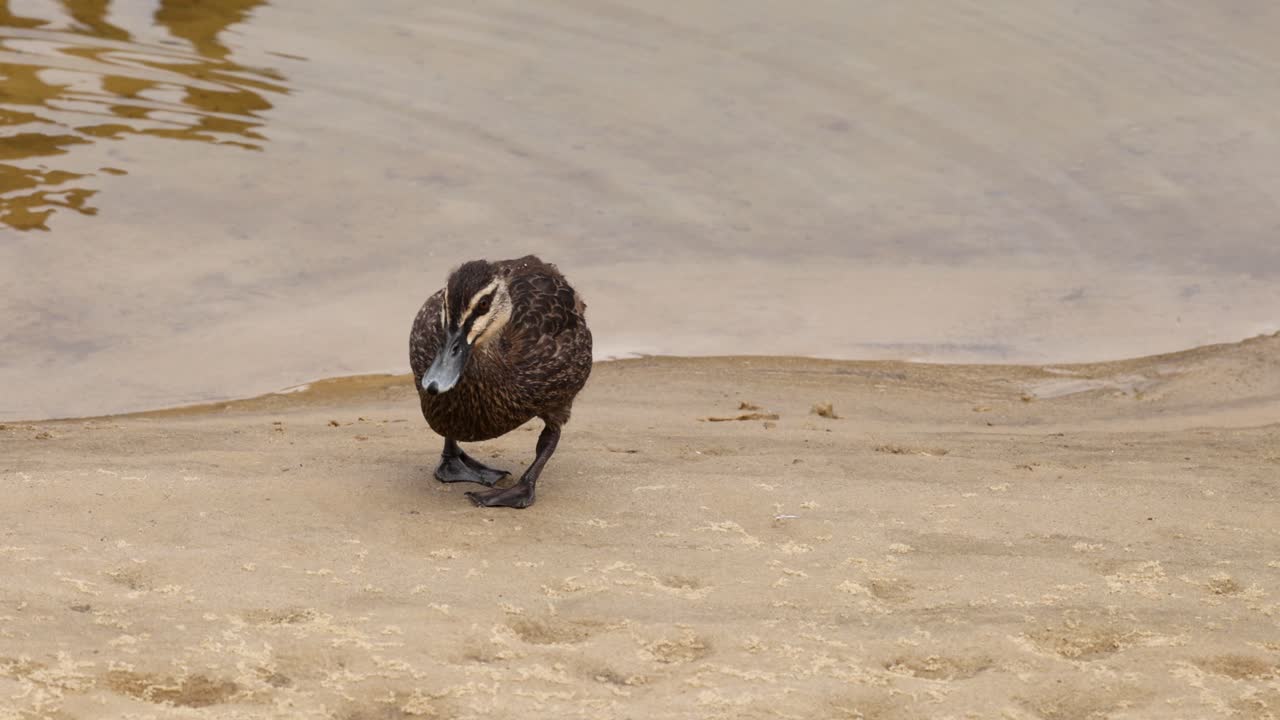 오리 한 마리가 모래 연안을 따라 고 있다