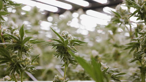 close-up shot of blooming cannabis flower swaying in the wind, indoor production, california