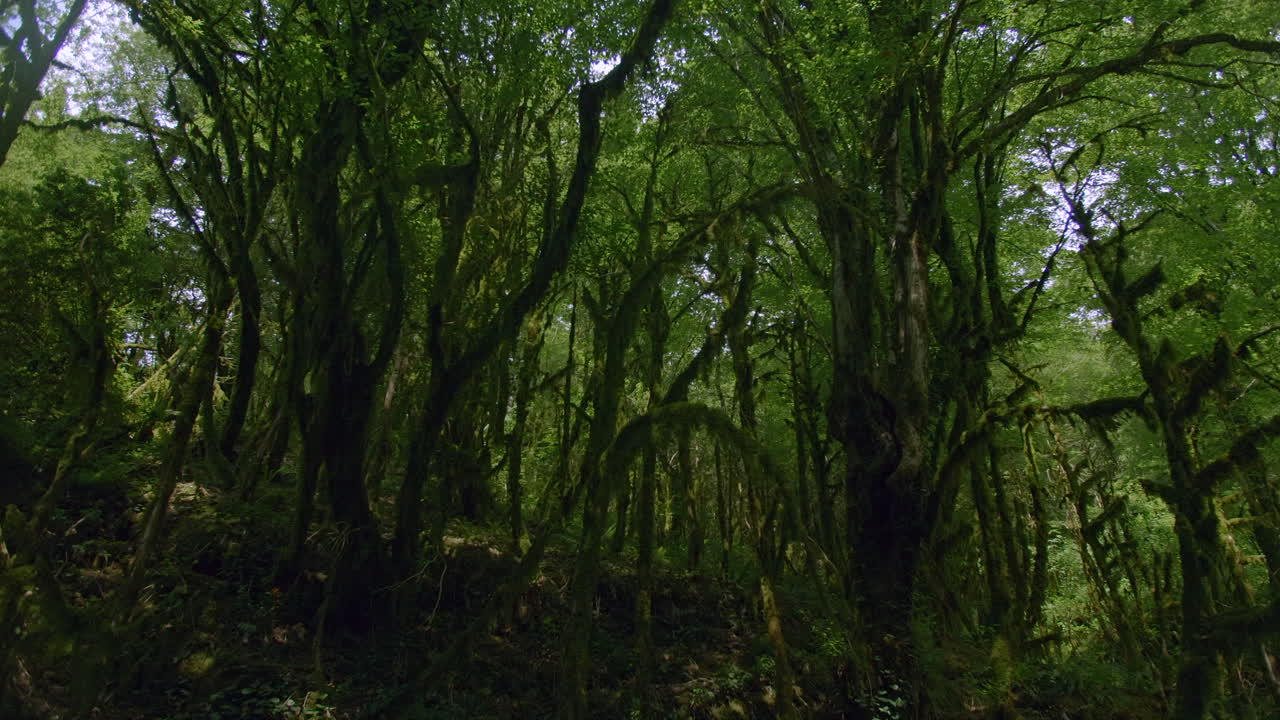 bosque denso y cubierto de musgo