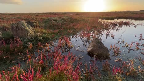 sunset view of bog shallow marshlands lands with a small red marsh, tidal plants, coastal scene with golden sunset, shallow rippling water, and plant life