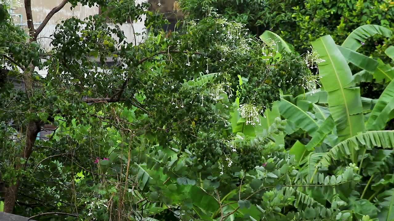 un árbol con flores bajo una fuerte lluvia monzónica