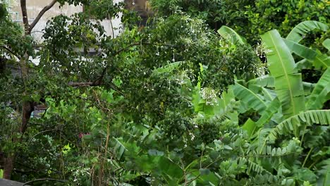 A-tree-with-flowers-under-a-heavy-monsoon-rain