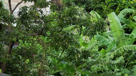 un árbol con flores bajo una fuerte lluvia monzónica