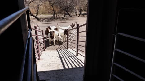 pov: la cabra boerbok sale de la rampa y baja por la rampa para unirse a las cabras en el paddock