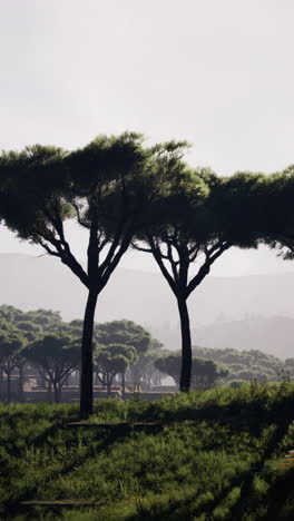 serene landscape with italian stone pines