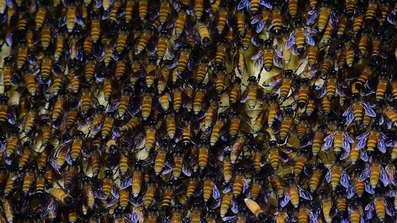 se sabe que las abejas melíferas gigantes construyen grandes colonias de nidos con bolsillos simétricos hechos de cera para almacenar miel como fuente de alimento.