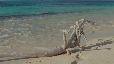 Bleached-driftwood-log-rests-on-Isle-of-Pines-beach,-New-Caledonia