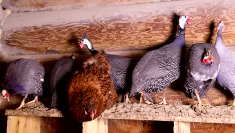 turkey hens sitting at the roost