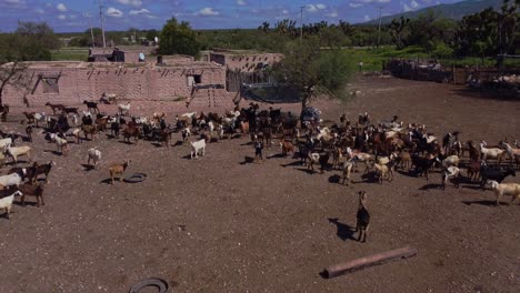 Herd-of-chivas-of-different-colors-in-rural-area-in-Mexico-on-a-sunny-day