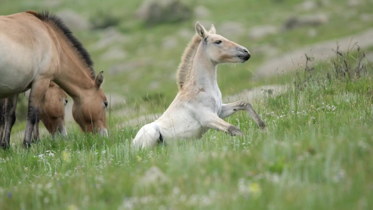 Przewalski's Horse Foal Standing Up in a Grassy Meadow