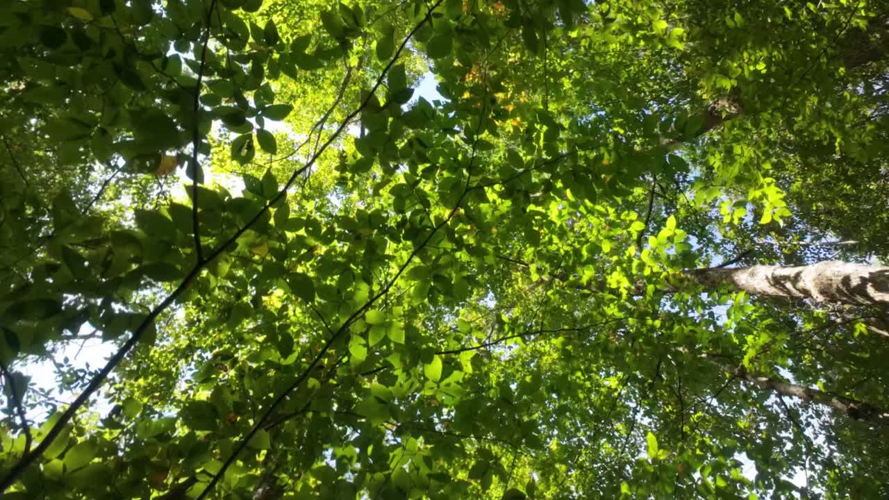 Mount Sutton, Quebec, a peaceful walk among majestic trees and nature