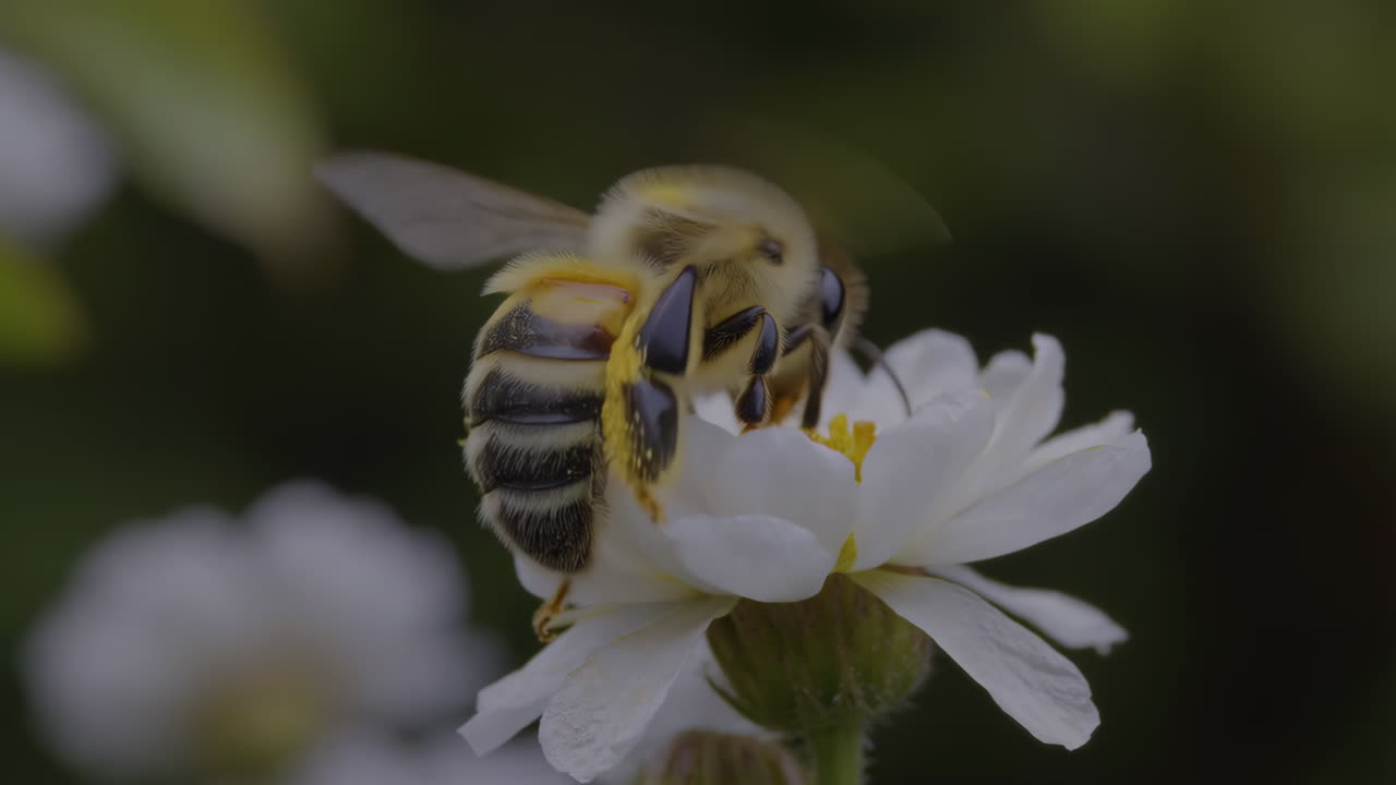 Close-up of a Bee Collecting Pollen from a White Flower