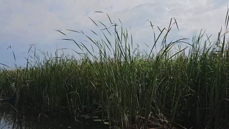 this footage shows green and tall grass alongside a canal.