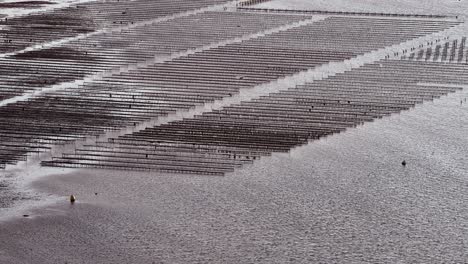 whitstable oyster farm at low tide, tranquil and mesmerizing view