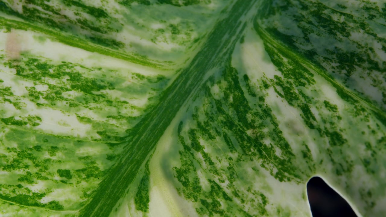 Detailed Texture And Natural Leaf Structure Of Monstera Constellation Leaf. Close-up Shot
