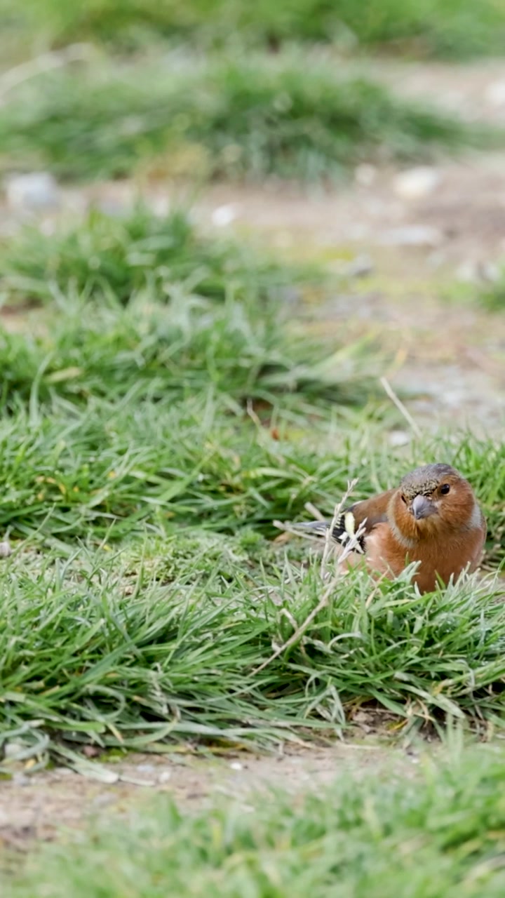 Un piccolo fringuello cerca cibo in un campo erboso durante le ore diurne.