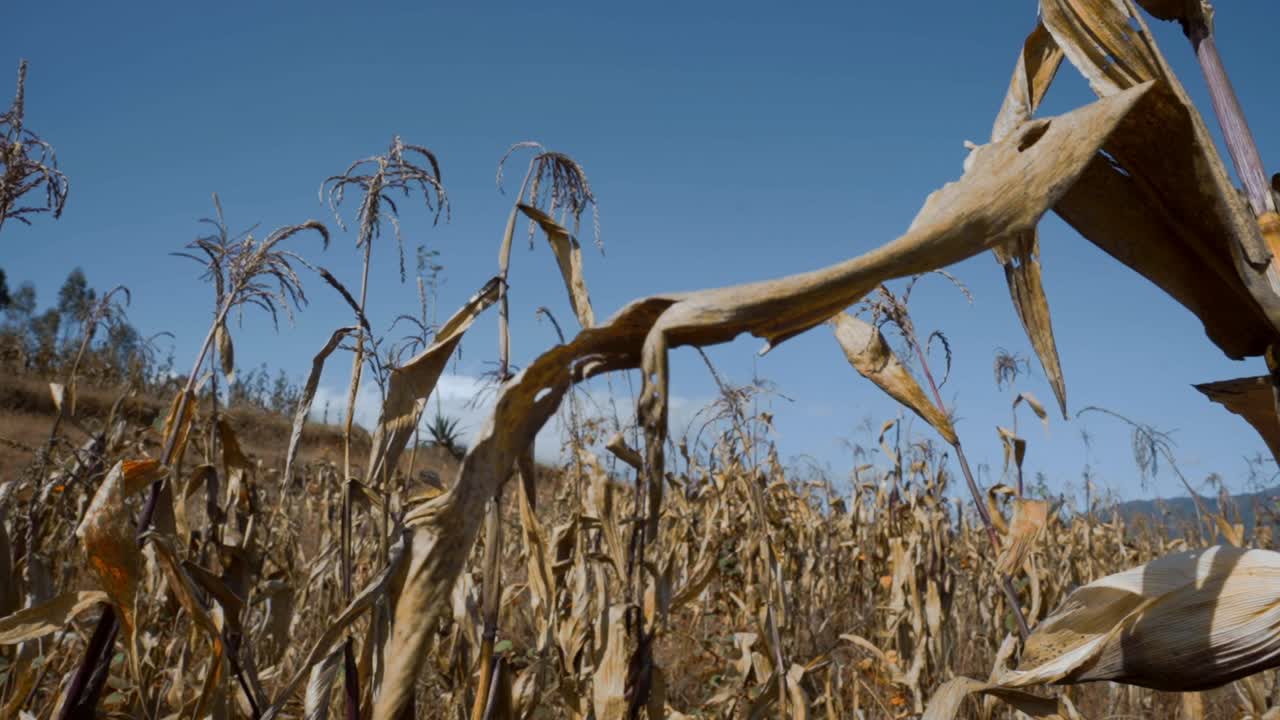 plantas secas de maíz en el viento de la montaña