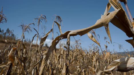 Corn-dry-plants-in-the-wind-of-the-mountain