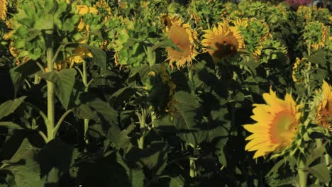 the end of the flowering of the sunflowers and the beginning of the harvest