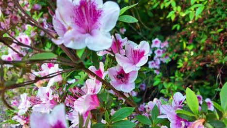 macro shot of pink azaleas with a bumblebee nestled inside one flower, vibrant and delicate floral detail