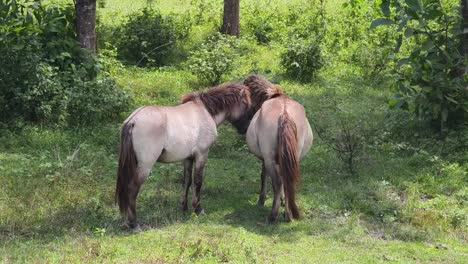 two horses in a field