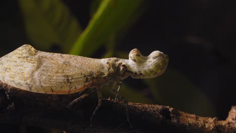 Cierre-Extremo-Del-Insecto-De-La-Linterna-Mientras-Gira-Y-Comienza-A-Caminar-Mostrando-Sus-Alas-Y-Su-Extraña-Cabeza-En-Forma-De-Maní