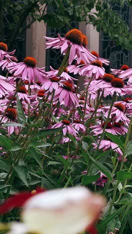 beautiful purple coneflowers