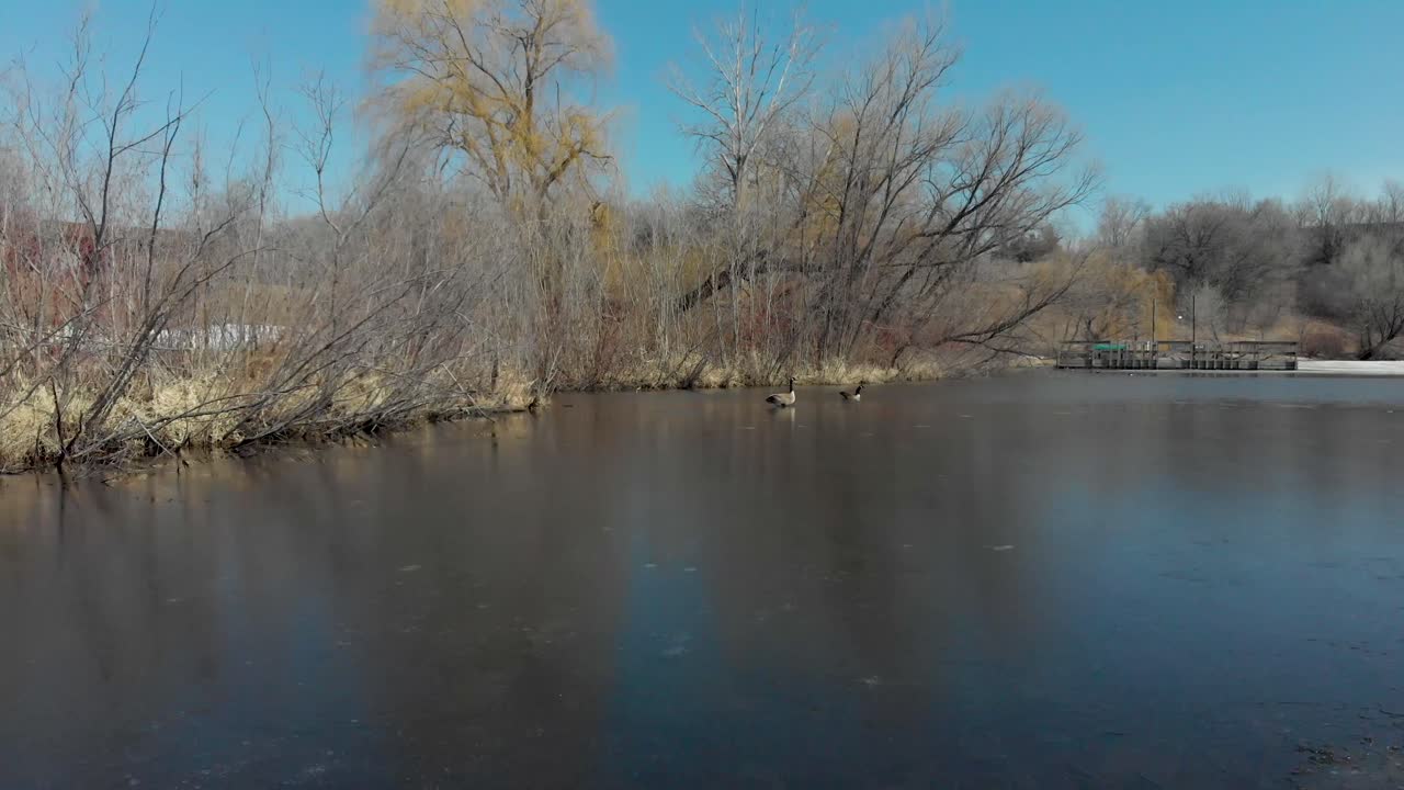 Dronevideo fra Lake Susan i Chanhassen, Minnesota, der flyver op til to gæs, som nyder det friske kildevand