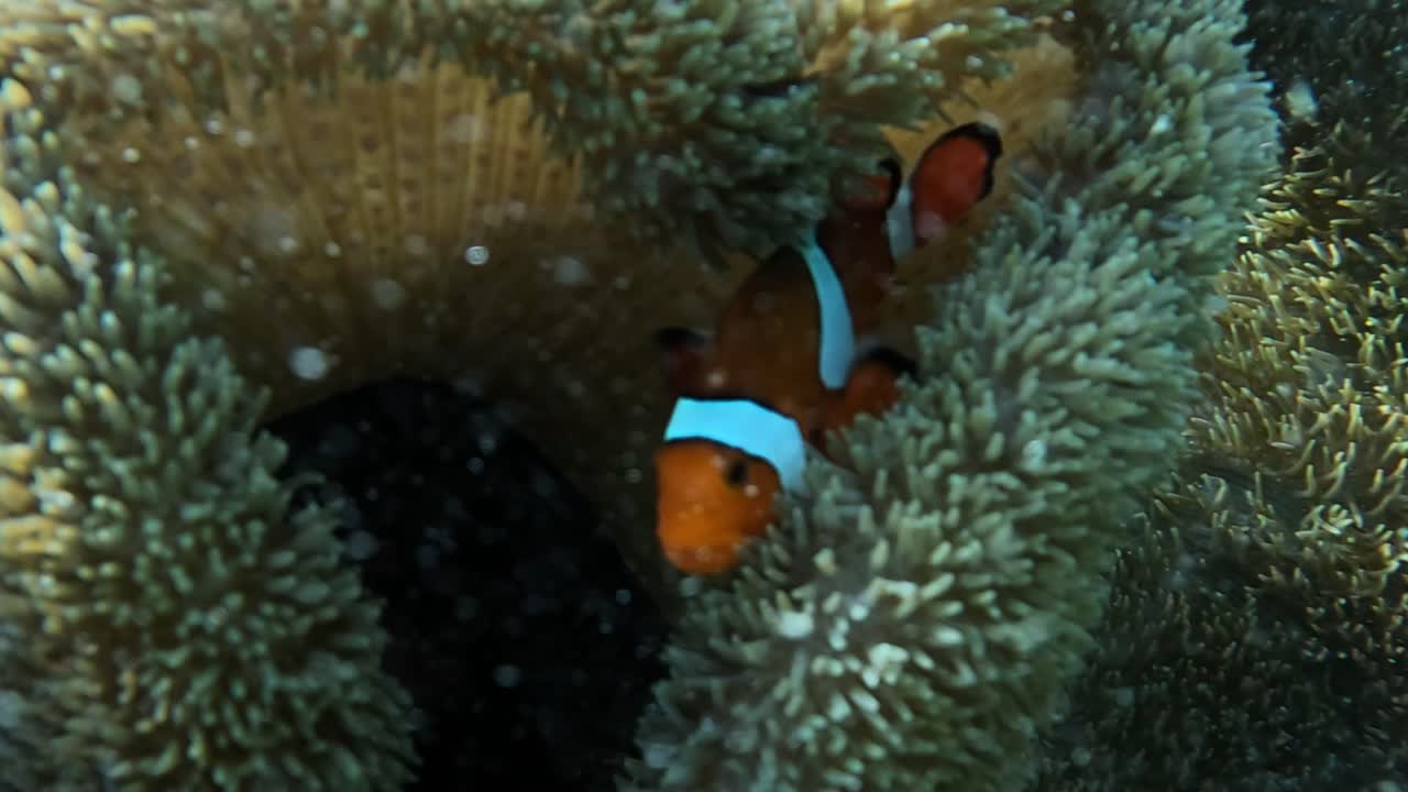 Simpatico pesce pagliaccio nascosto in un anemone - Primo piano