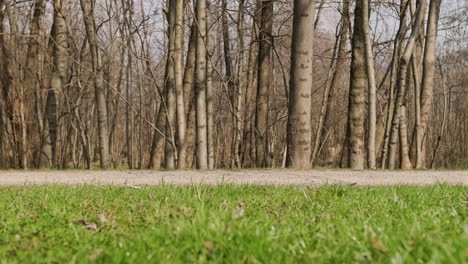 Dirt-Road-With-Green-Grass-And-Bare-Locust-Tree-Forest-During-A-Sunny-Day-In-Late-Winter---static-medium-shot