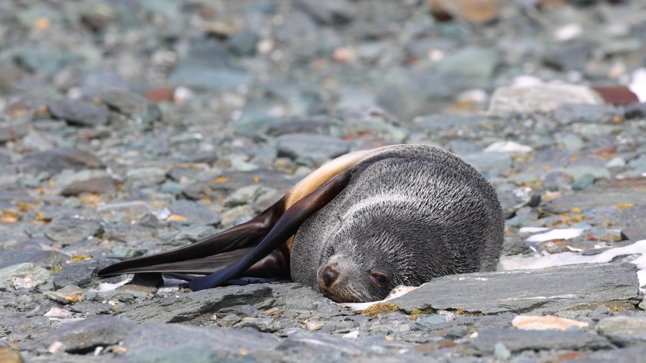Otaria orsina antartica (Arctocephalus gazella, Otariidae) che riposa in posizione rannicchiata per il sonno su una spiaggia rocciosa in Georgia del Sud, isole subantartiche, comportamento di conservazione dell'energia, scatto naturalistico con teleobiettivo.