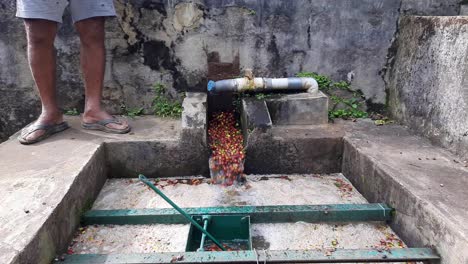 Low-POV-static-shot-of-man-overseeing-coffee-pulping-process