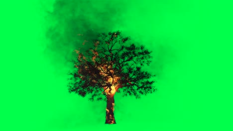 burning tree on green screen