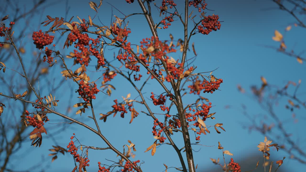 un primer plano del serbal con hojas brillantes y bayas-1