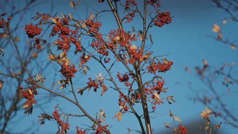 A close-up of the rowan tree with bright leaves and berries-1