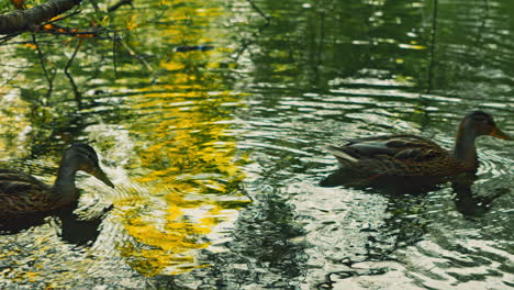 Ein-Schwarm-Europäischer-Entenweibchen-Sonnt-Sich-Im-Schatten,-Während-Sie-Durch-Das-Ruhige-Wasser-Paddeln