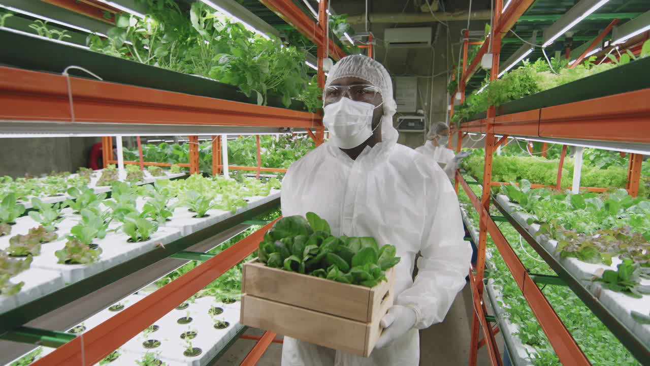Afro-American Agronomic Engineer In Vertical Farm
