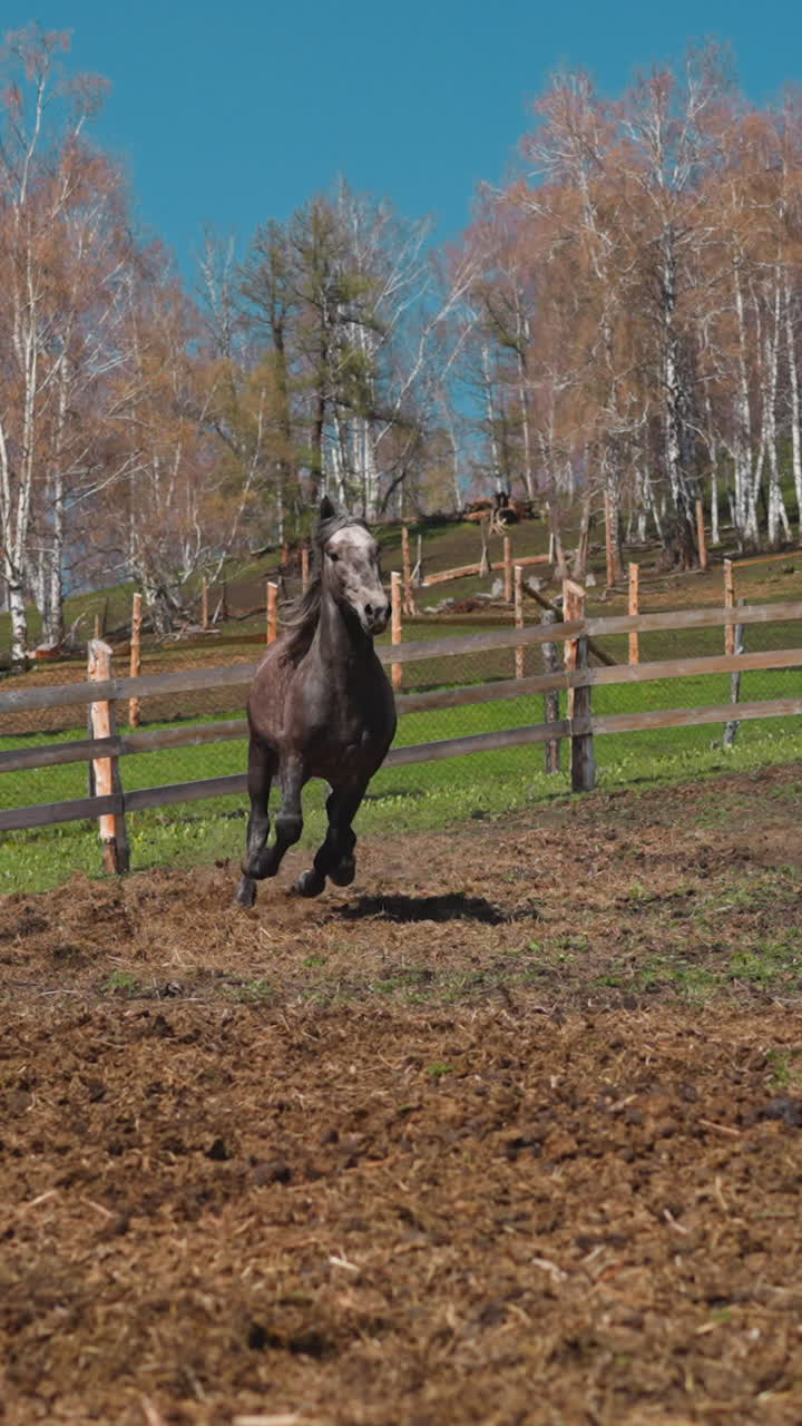 Strong healthy horses run along field and brown one moves past barrier on hill slow motion. Equine animals herd grazes on pasture against autumn trees at farm