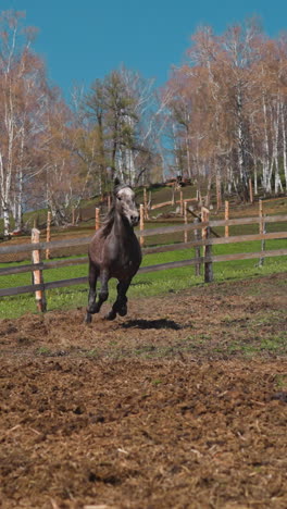 strong healthy horses run along field and brown one moves past barrier on hill slow motion. equine animals herd grazes on pasture against autumn trees at farm