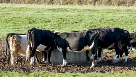 rebaño de vacas alimentándose de un comedero