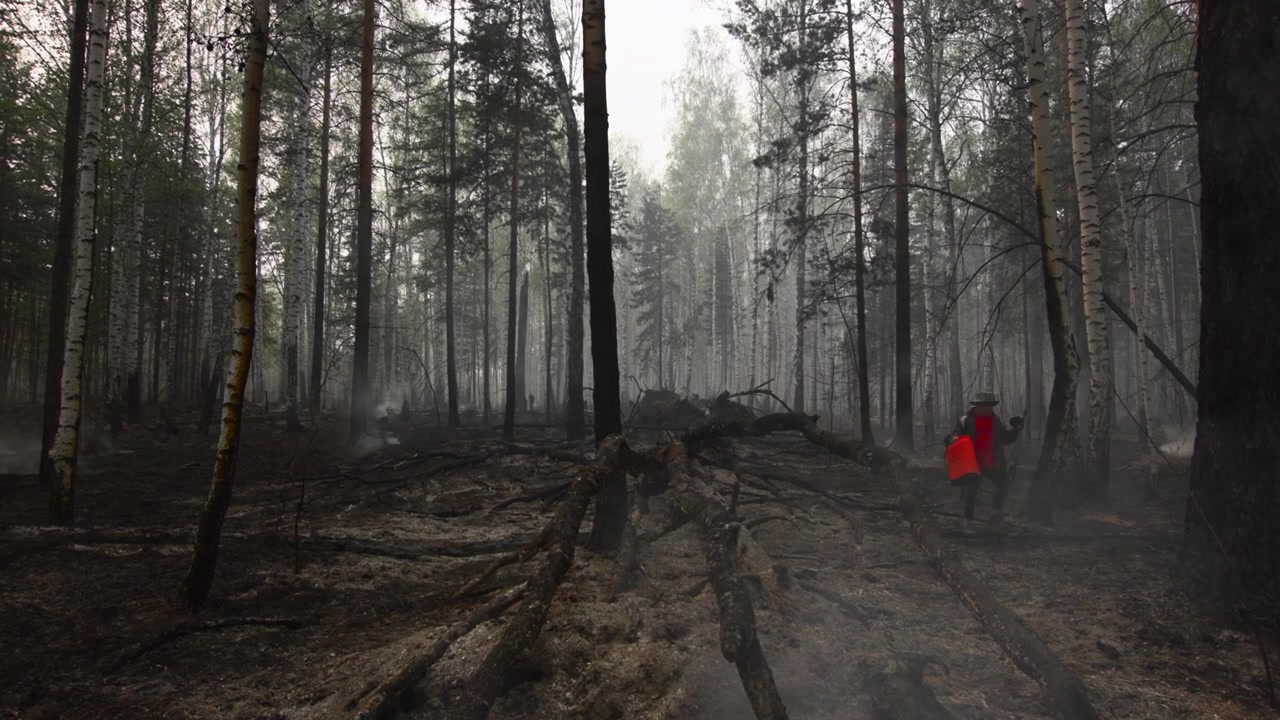 En mystisk og fredfyldt skovscene med tætte træer og en tåget atmosfære, fanget i et fast vidvinkelbillede fra jordhøjde. Scenen viser træer og en fugtig skov.