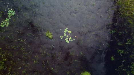 Hermosa-Vista-Aérea-De-Los-Nenúfares-En-El-Agua-En-Una-Tranquila-Superficie-De-Papel-De-Lago-En-Un-Tranquilo-Día-De-Verano,-Disparo-De-Drone-Ascendente-De-Gran-Angular