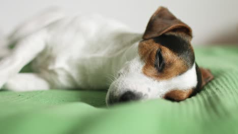 jack russell terrier lying on the bed