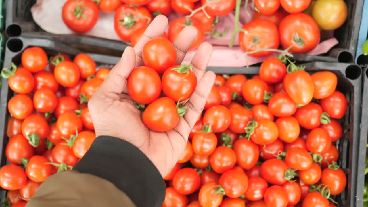 Hand holding fresh cherry tomatoes